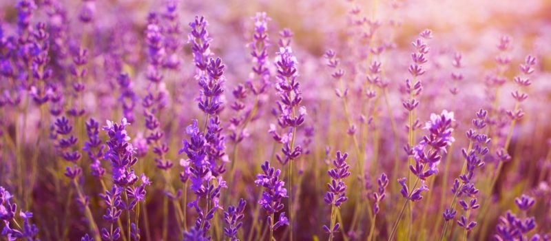 die zarten lila Blühten des Lavendels