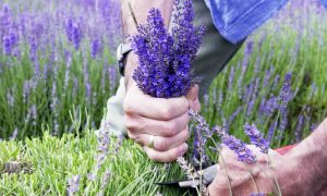 Lavendel schneiden hilfreiche Tipps
