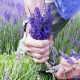 Lavendel schneiden hilfreiche Tipps