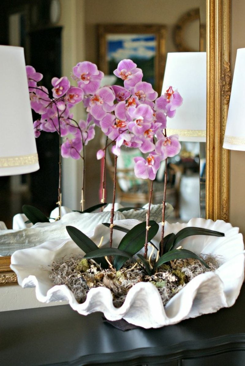 orchideenarten 