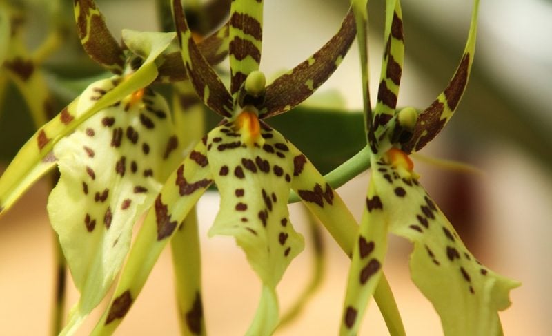 orchideenarten brassia orchidee natur