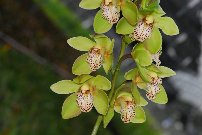orchideenarten cymbidium