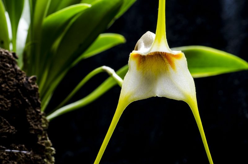 orchideenarten masdevallia