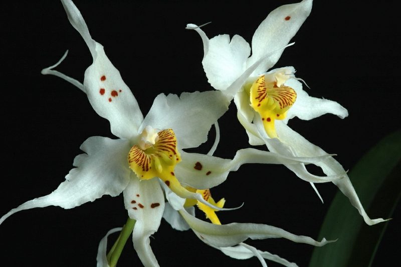 orchideenarten odontoglossum cirrhosum