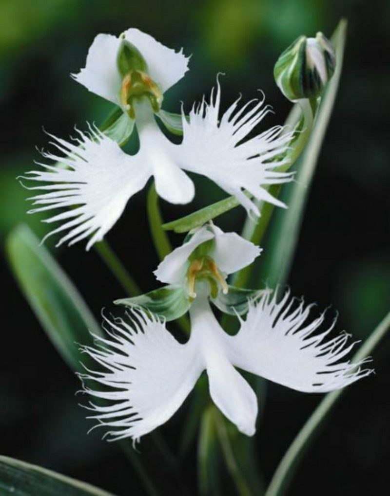orchideenarten orhideen arten weis und grun