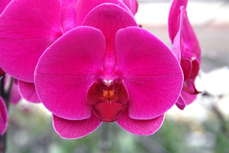 orchideenarten phalaenopsis rosa