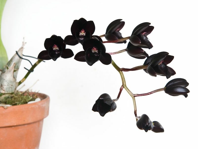 orchideenarten schwarze bluten