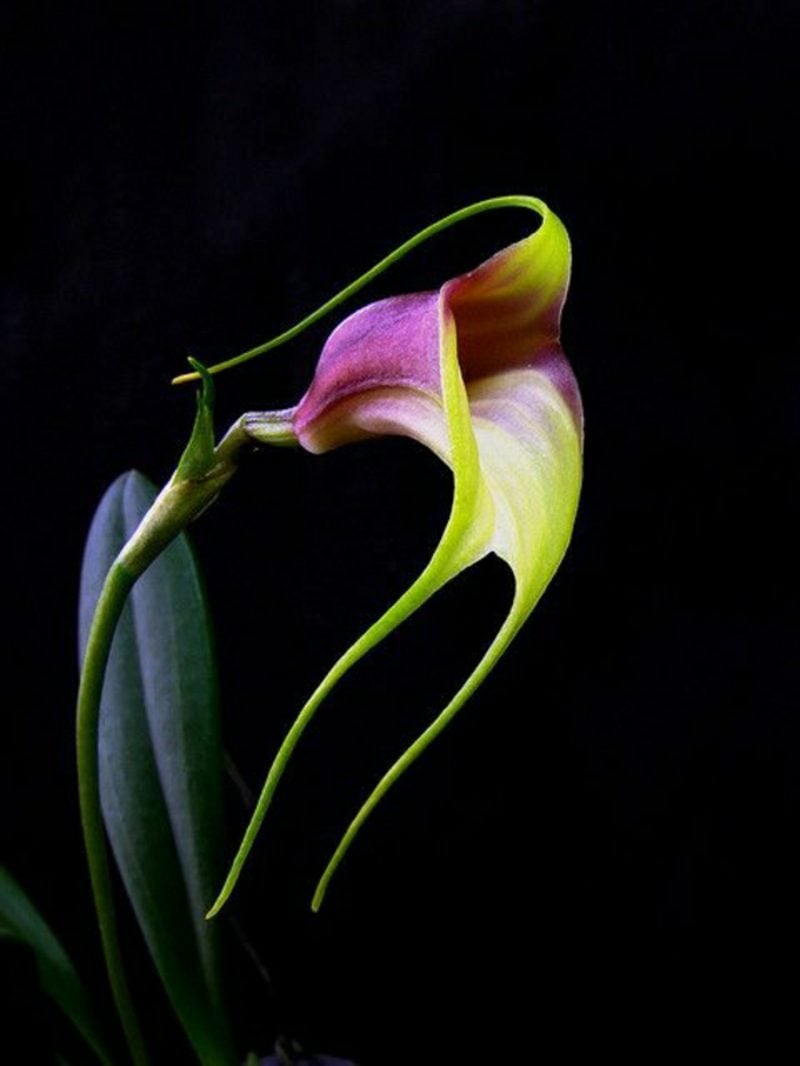 orchideenarten blumen bee orchidee