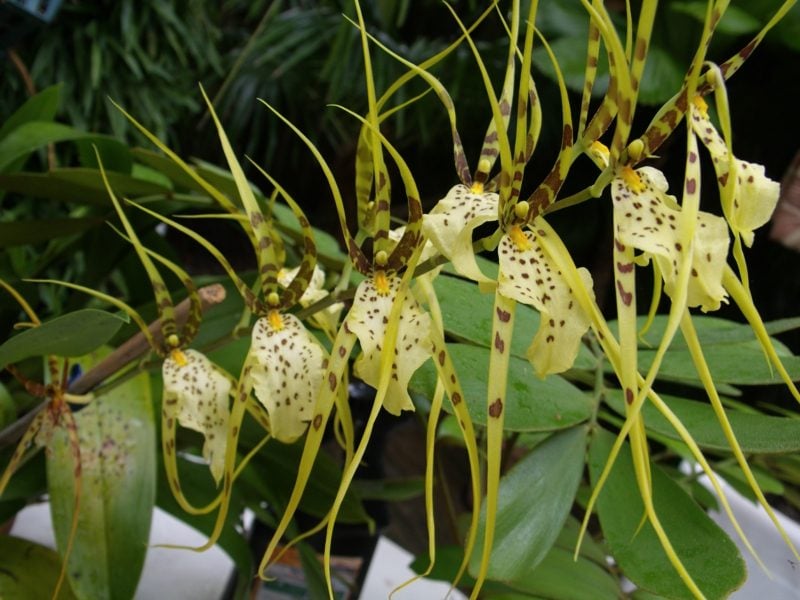 orchideenarten brassia orchideebloom