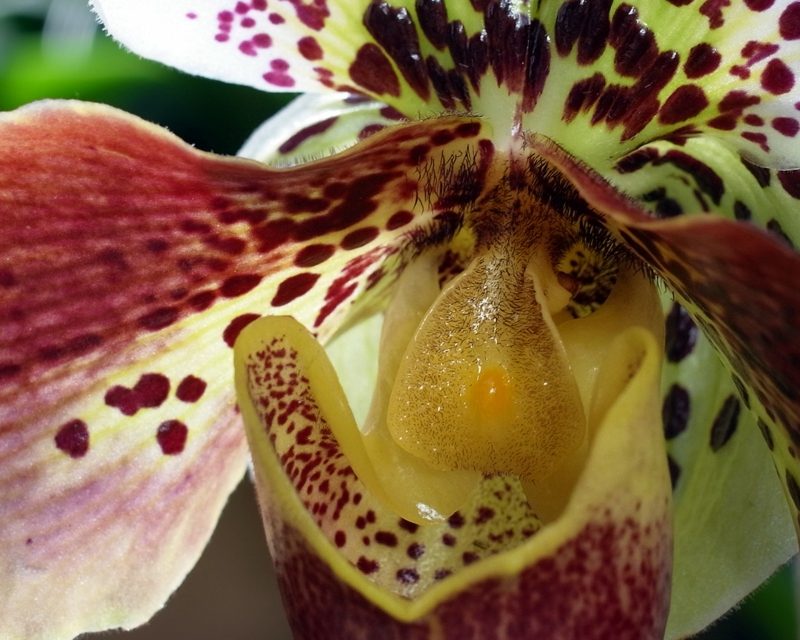 orchideenarten frauenschuh orchidee