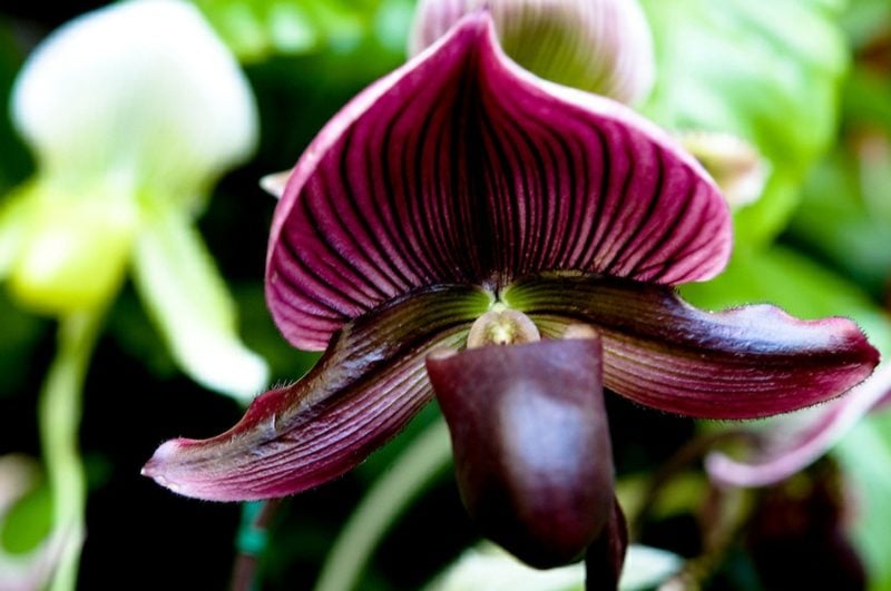 orchideenarten ladyslipper
