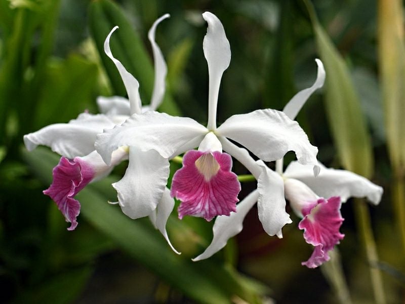 orchideenarten laelia purpurata