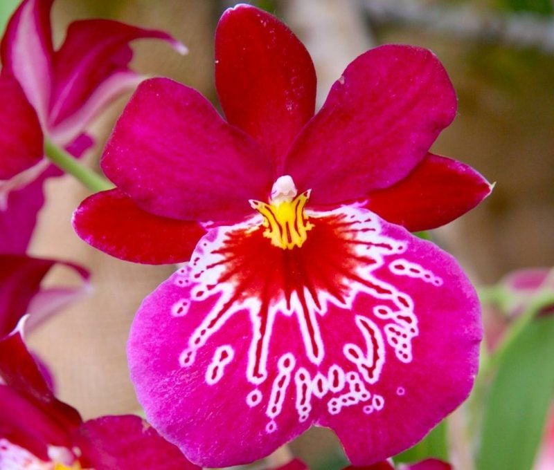 orchideenarten miltonia orchideen stiefmuetterchen