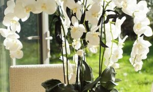orchideenarten-my-favorite-flower