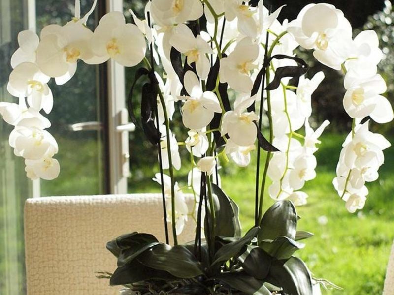 orchideenarten-my-favorite-flower