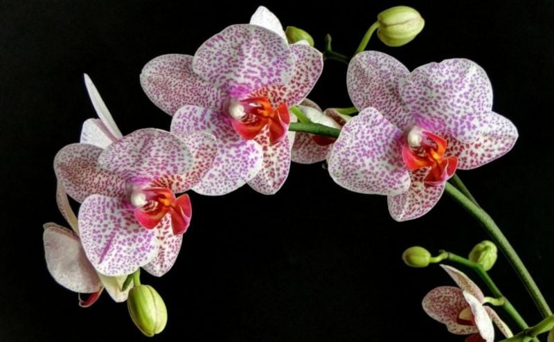 orchideenarten