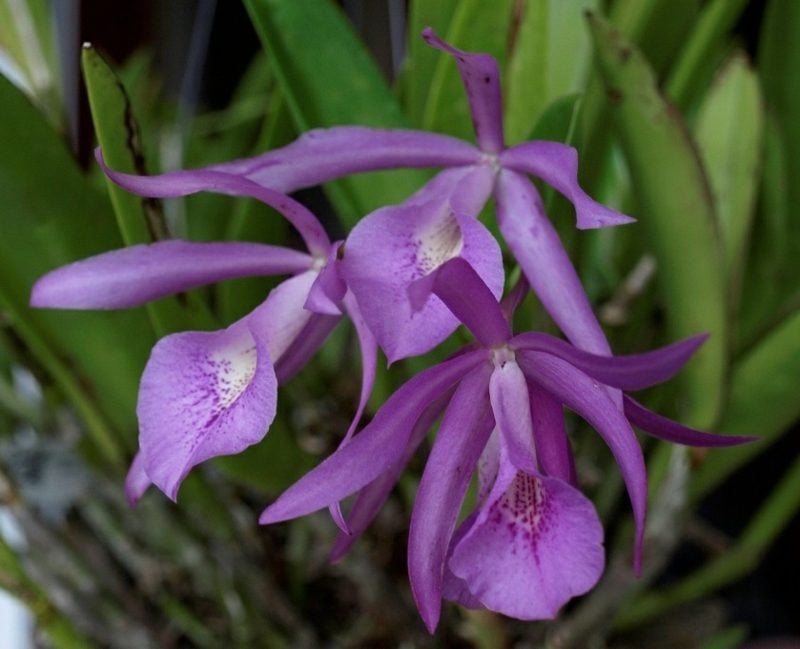 orchideenarten orchideen hybride