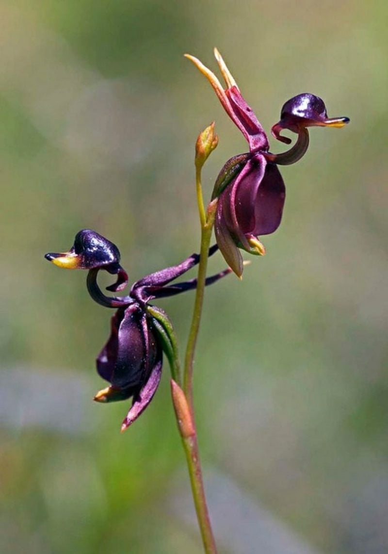 orchideenarten pareidolia