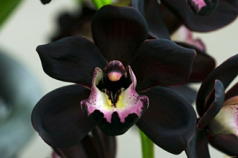 orchideenarten schwarze orhideen
