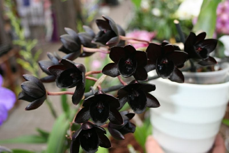 orchideenarten schwarze orchidee
