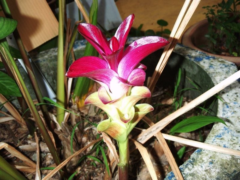 Curcuma Pflanze: Wundermittel für Garten, Balkon und Terrasse!