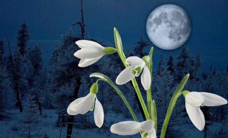 Mondkalender Verbindung zwischen den Mondphasen und der Pflanzenwelt