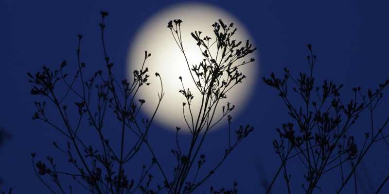 Mondkalender 2015 für Garten Vollmond Einfluss auf die pflanzen