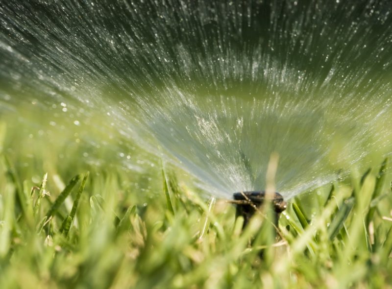 den Rasen bewässern Pflegen wichtig