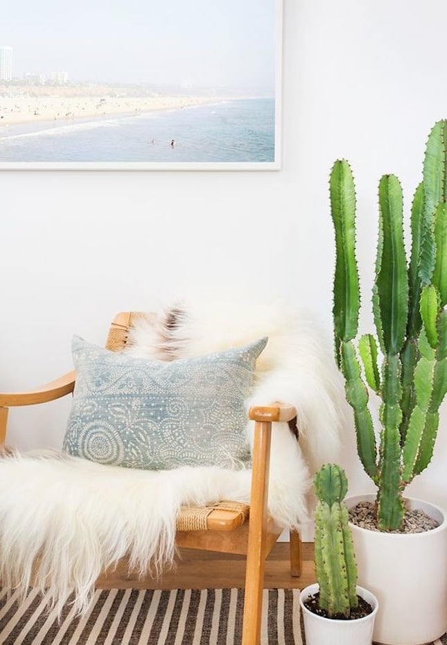 kaktus blumendekoration für ihr zuhause dekoideen