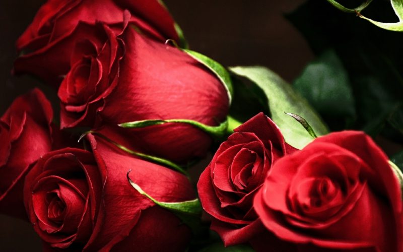 Dem*der Partner*in Rosen zum Valentinstag zu schenken