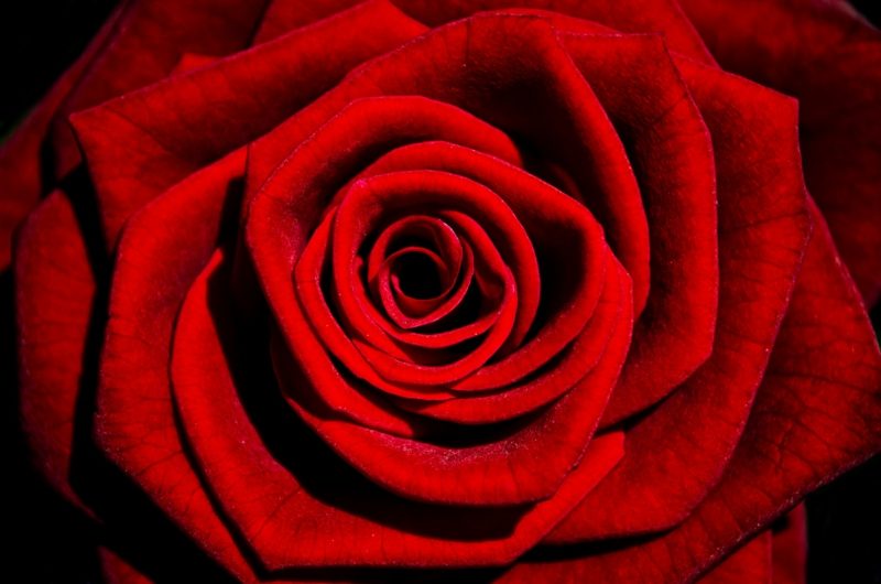rote Rose Alchemie Blume Eros-Prinzip Lotus Mandala Pflanzen Rosa Rosenkranz