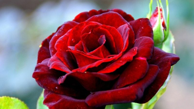 Pralinen und Rosen sind die Klassiker-Geschenke am Valentinstag