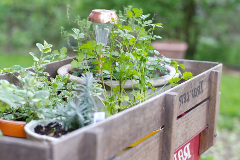Den Garten individuell gestalten Kräutergarten anlegen Anleitung DIY