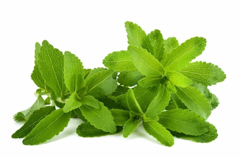 Stevia bio Pflanze Süssstoff