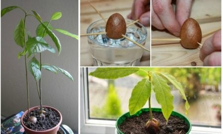 Avocado pflanzen Anleitung