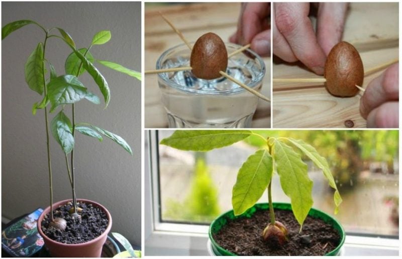 Avocado einpflanzen 
