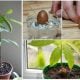 Avocado pflanzen Anleitung