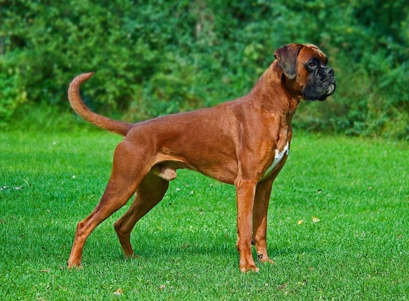 großer Hund Deutscher Boxer