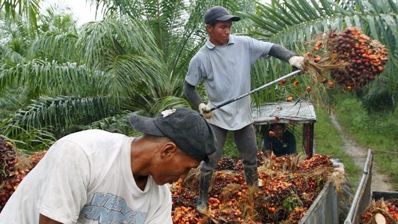 Palmölherstellung