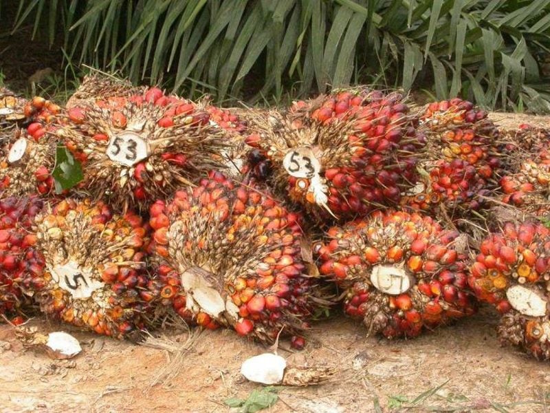 Palmölherstellung pflanzliches Fett