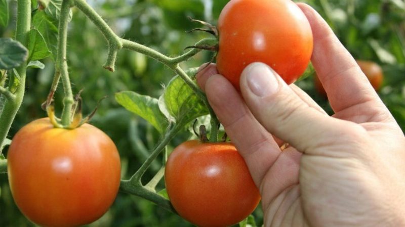 Tomatensoβe Rezepte für Kinder 