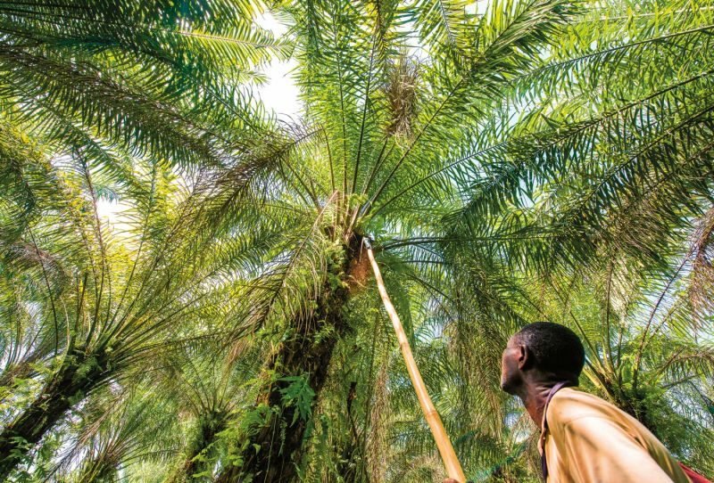 Palmölherstellung pflanzliches Fett Ӧlpalme
