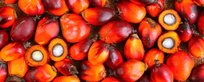 Ӧlpalme Früchte Palmöl Naturprodukt