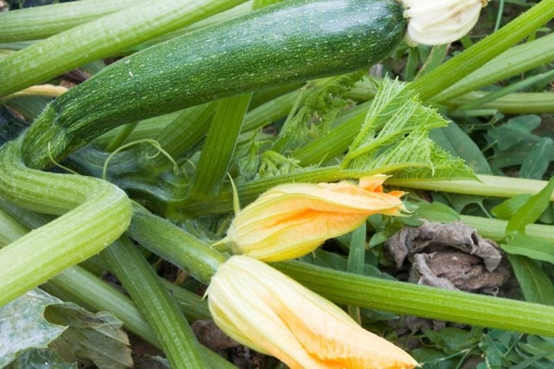 Gemüse anbauen Balkongarten Zucchini