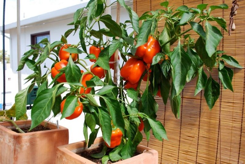 Gemüse anbauen Paprika im Blumentopf
