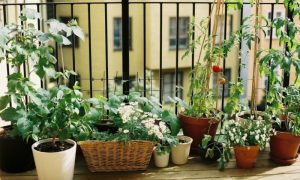 Gemüse anbauen auf dem Balkon kreative Ideen