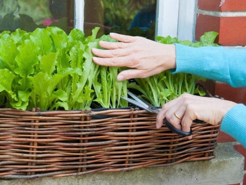 Gemüse anbauen auf dem Balkon Salat