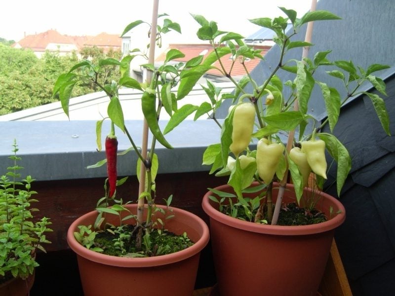 Gemüse anbauen im Blumentopf Paprika