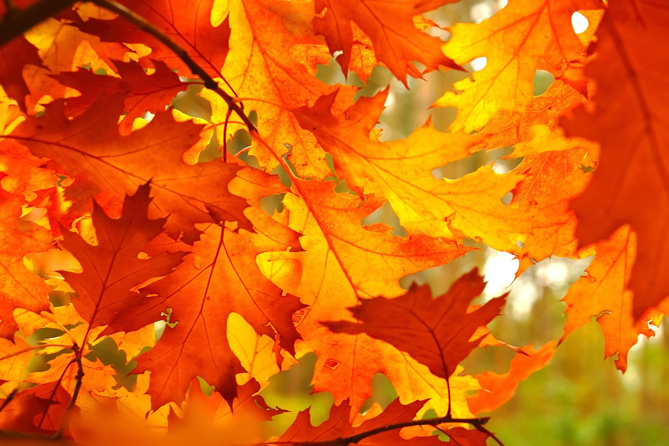 Herbstblätter - Feuer pur
