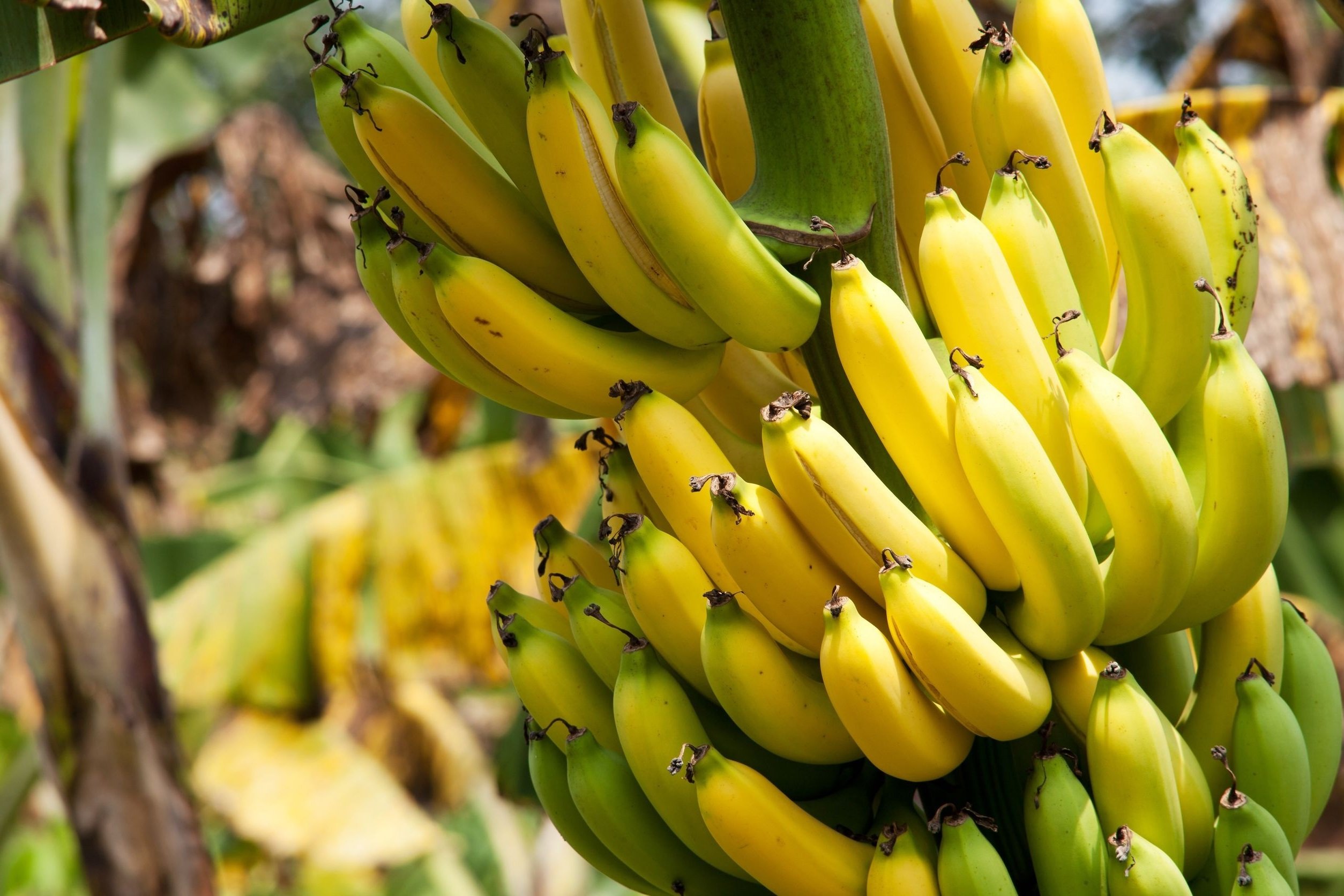 Banane - Fastfood unter den Früchten